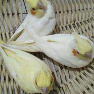 طوطی عروس هلندی جوجه