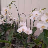 خدمات باغبانی و فضایی سبز