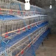 قفس منبری مرغ و بلدرچین