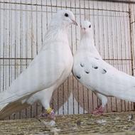 کبوتر پرشی باید از نزدیک دید