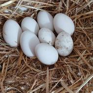 تخم غوغاز سنگین وزن نقطه دار تاز دوانه ای 120