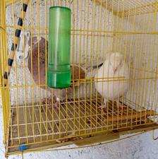 کفتر جفت آماده جفت گیری پای معامله تخفیف جزیی میدم