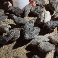 تعداد 70عدد بلدرچین تازه به تخم اومدن