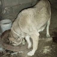 سگ ماده عراقی