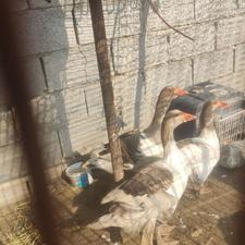 3 عدد غاز فروشی