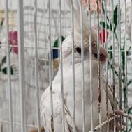 عروس هلندی آلبینو نر