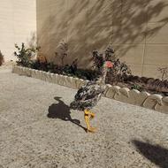 خروس لاری - نژاد کوکو