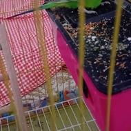 مرغ عشق مولد