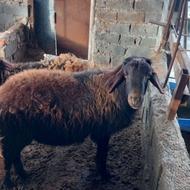 گوسفند نر تخمی