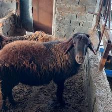 گوسفند نر تخمی