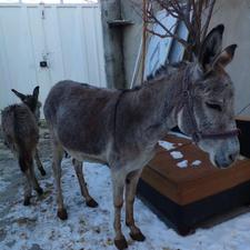 انواع الاغ و خر خریداریم