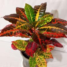 گل های آپارتمانی در پردیسان قم