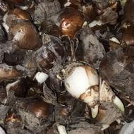 انواع پیاز گل