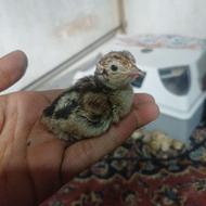 جوجه مرغ صحرایی