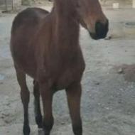 کره اسب نریان نژاد کرد پرخون دم گیر