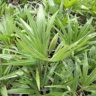 پالم لاتانیا