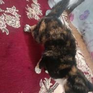 گربه امداد .