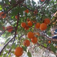 تامسون درجه یک انباری