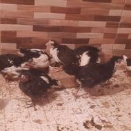 جوجه مرغ گلین