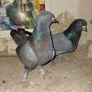 کبوتر سبزپرشی تضضمینی