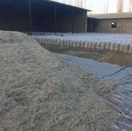 تفاله چغندر خشک تر و برا گاو گوسفند