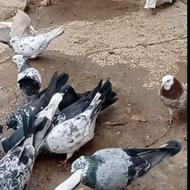 کبوتر پرشی 30 عدد