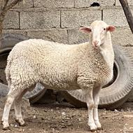 گوسفند بره قوچ لاکن فرانسویی عتیقه