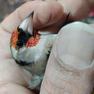 سهره داغسر دوماه قفس