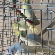 عروس هلندی لوتینو