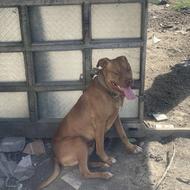 واگذاری یک عدد پیتبول نر