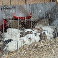 بلدرچین بالغ