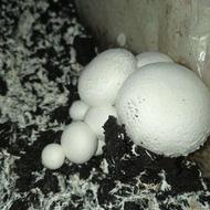 فروش قارچ دکمه‌ای به قیمت درب سالن(درجه یک،سفید،توپر)