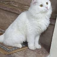 گربه پرشین ماده