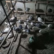 کبوتر فروشی