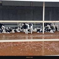 استخدام کارگر همراه خانواده در گاوداری