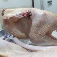 بوقلمون کشته شده