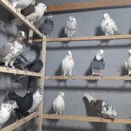 کبوتر یا کفتر