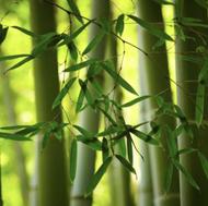 بامبو یا نی خیزران