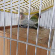 طوطی برزیلی