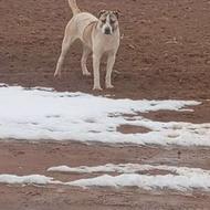 واگذاری 3 قلاده سگ به شرط گله و نگهبانی