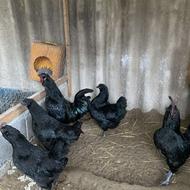 مرغ وخروس ایام سمانی ترک