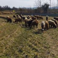 فروش گوسفند