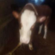 چهار عدد گوساله نر کله سفید سمینتال