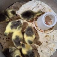 جوجه غاز تعداد 5 عدد