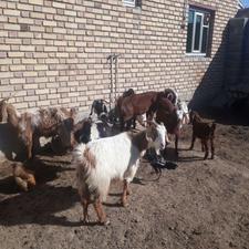 بز بزغاله دار جوان بزغاله3نر و3ماده