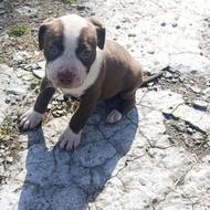 توله سگ پیت بول 1 ماهه اصلی