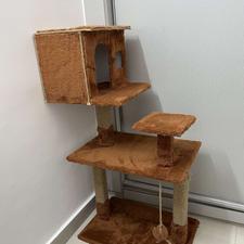 درخت گربه نو