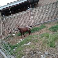 حیوانات مزرغه