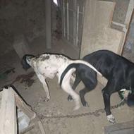 واگذاری توله دنبالانی فیلم پیدا کردنش موجود