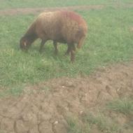 میش‌فروشی‌